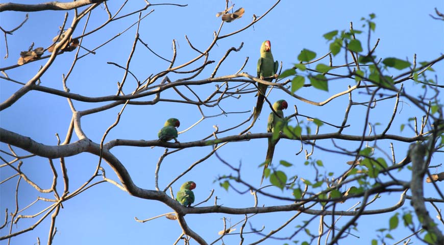 Andaman Lagoons - Popular Adventure Activity Bird Watching at Chidiya Tapu (Chidiya Tapu Biological Park, Munda Pahad), Mahatma Gandhi Marine National Park Wandoor, Mount Harriet and Madhuban at Port Blair, Saddle Peak at Diglipur (North and Middle Andaman) in Andaman Islands